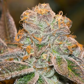 Pink Cookies
